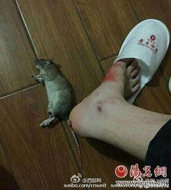 最新爆料老鼠事件,老鼠横行,卫生安全堪忧,最新老鼠事件引发社会关注 第1张 最新爆料老鼠事件,老鼠横行,卫生安全堪忧,最新老鼠事件引发社会关注 第1张